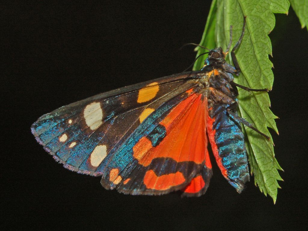 Callimorpha dominula (Arctiidae)